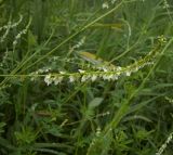 Melilotus albus. Соцветие. Курская обл., г. Железногорск, берег вдхр. на р. Погарщина. 5 июля 2007 г.