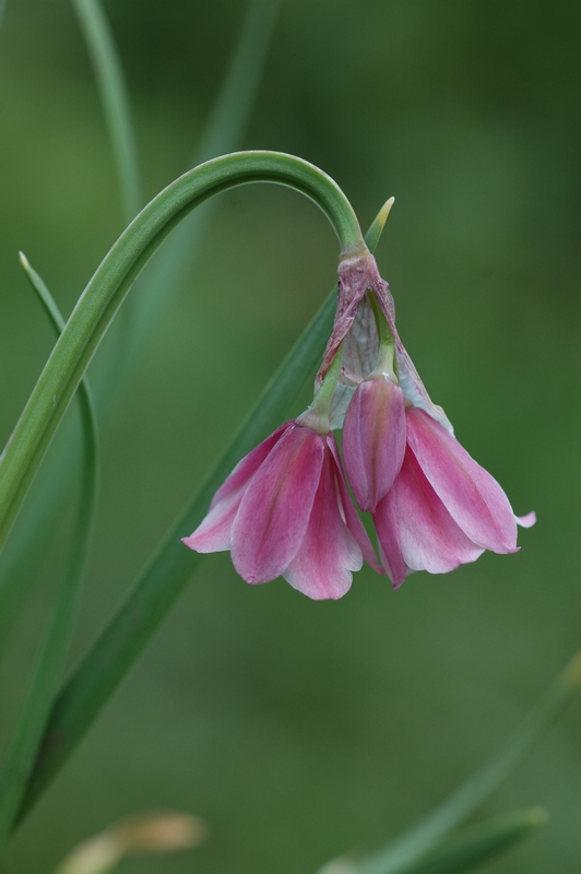 Изображение особи Allium insubricum.