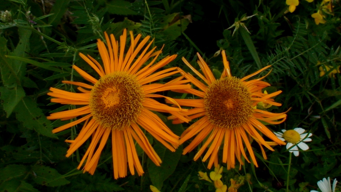 Image of Inula orientalis specimen.