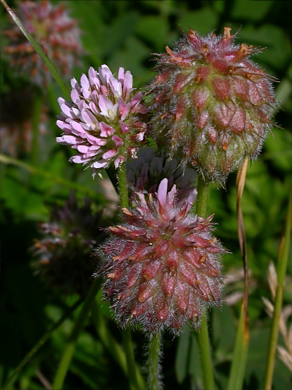 Изображение особи Trifolium fragiferum.