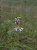 Allium kunthianum