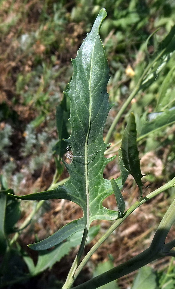 Image of Sisymbrium volgense specimen.