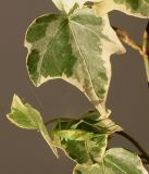 Hedera helix. Листья (f. 'Marginata Elegantissima') с сидящей личинкой кузнечика. Германия, г. Кемпен, в культуре. 07.09.2012.