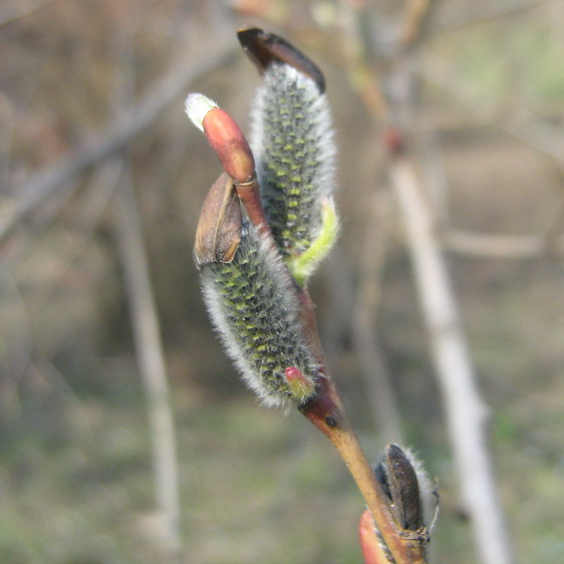 Image of Salix purpurea specimen.