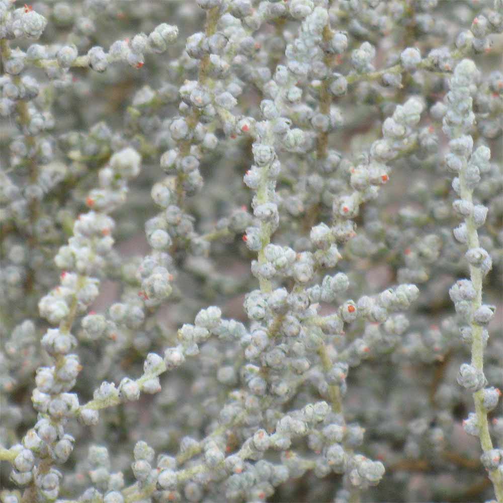 Изображение особи семейство Chenopodiaceae.