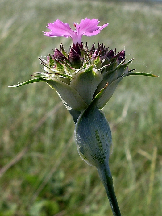 Image of Dianthus andrzejowskianus specimen.