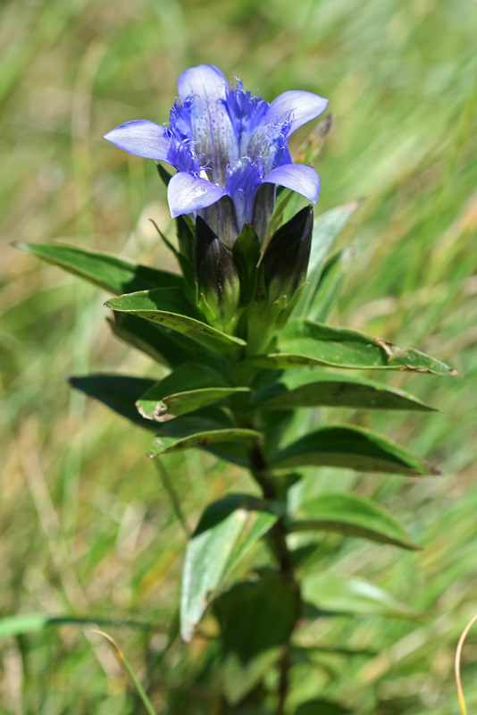 Image of Gentiana septemfida specimen.