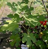 Ficus carica. Прикорневой побег. Германия, г. Krefeld, ботанический сад. 16.09.2012.