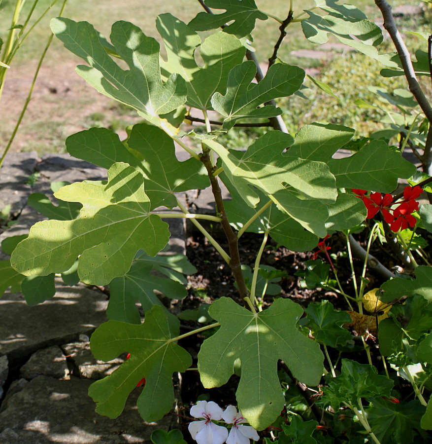 Изображение особи Ficus carica.