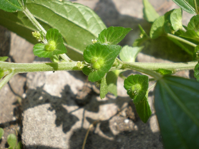 Image of Acalypha australis specimen.