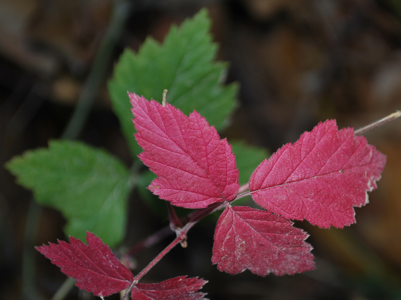 Image of Rubus caesius specimen.