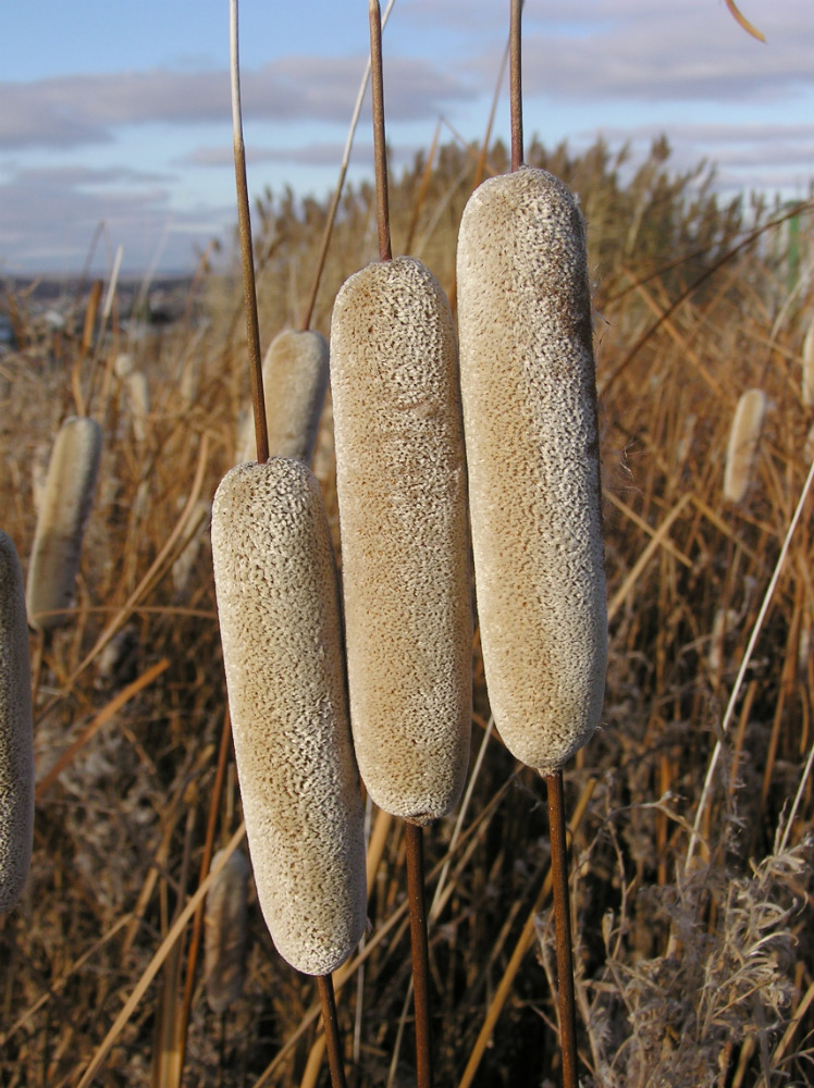 Image of Typha tichomirovii specimen.