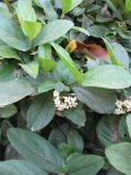 Viburnum suspensum. Ветки с соцветиями. Израиль, г. Беэр-Шева, городское озеленение.