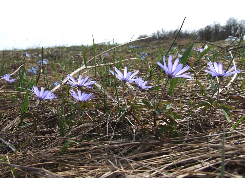 Изображение особи Anemone caucasica.