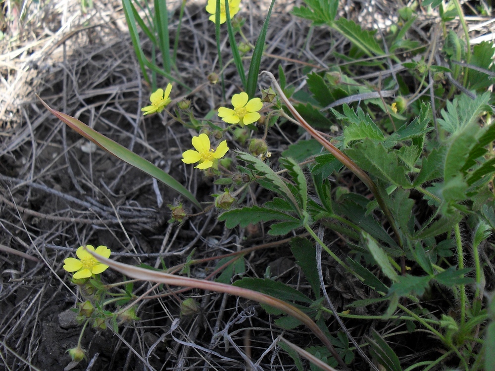 Image of Potentilla humifusa specimen.