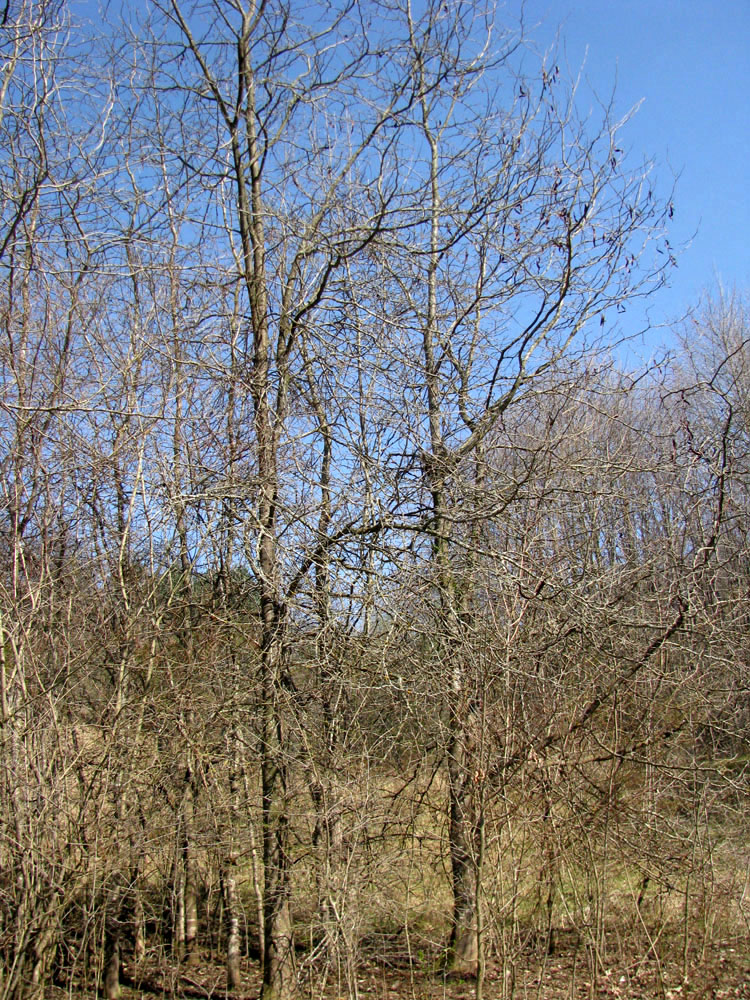 Изображение особи Gleditsia triacanthos.