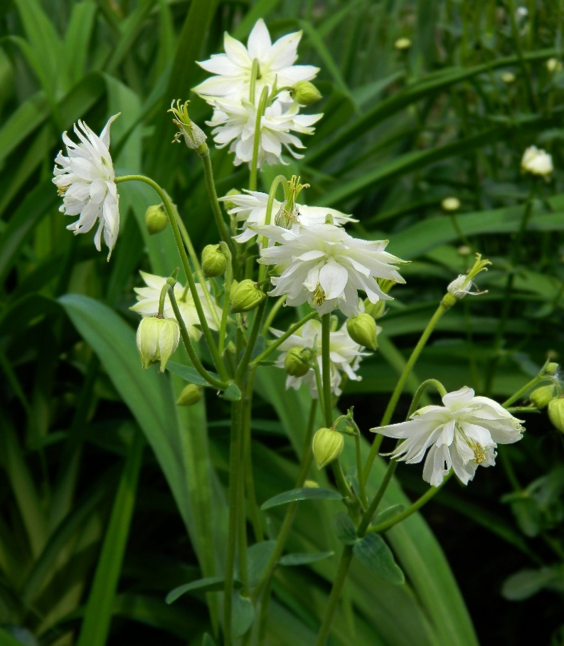 Image of Aquilegia vulgaris var. stellata specimen.