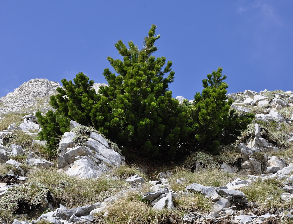 Image of Pinus heldreichii specimen.