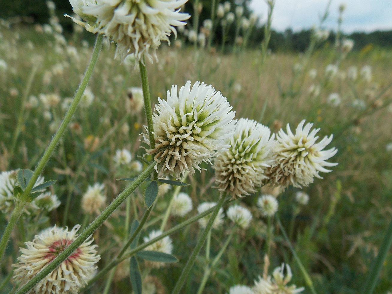 Image of Trifolium montanum specimen.