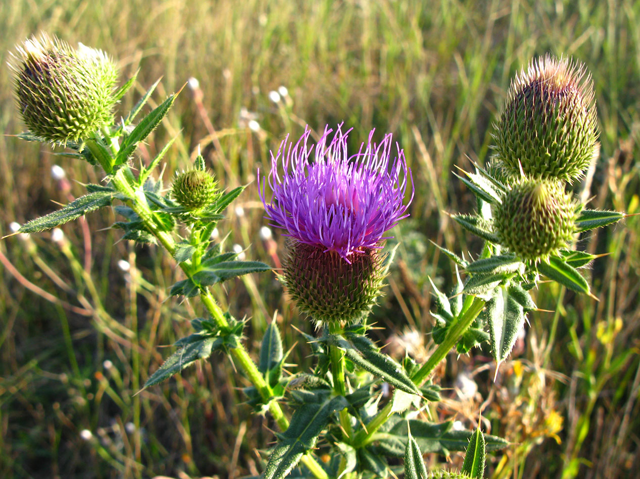 Image of Cirsium serrulatum specimen.