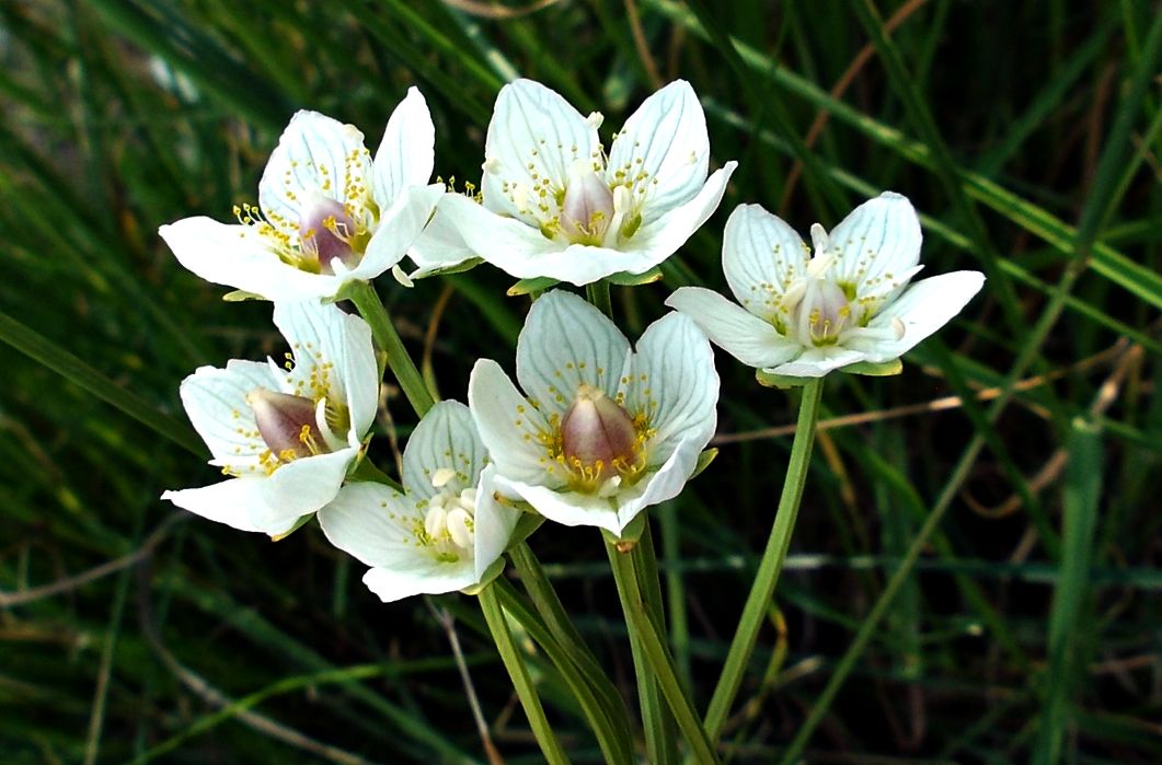 Image of Parnassia palustris specimen.