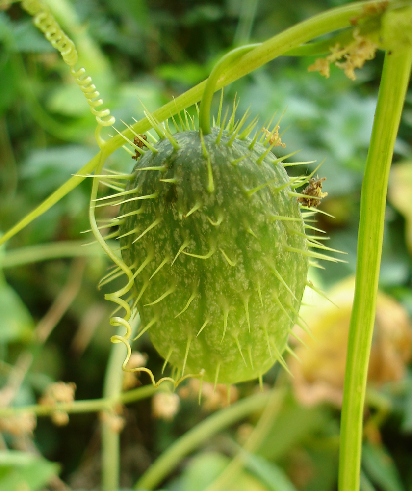 Изображение особи Echinocystis lobata.