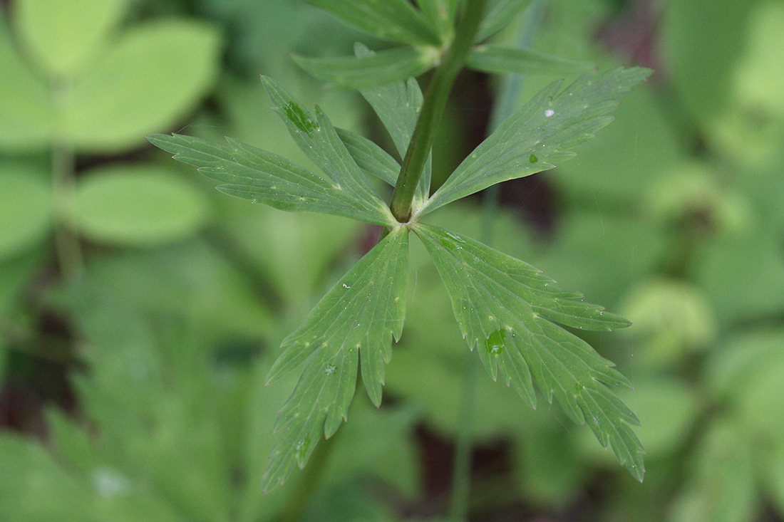 Image of genus Trollius specimen.