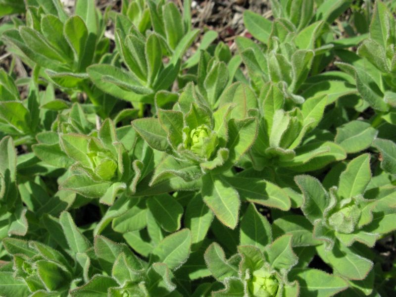 Image of Argusia sibirica specimen.