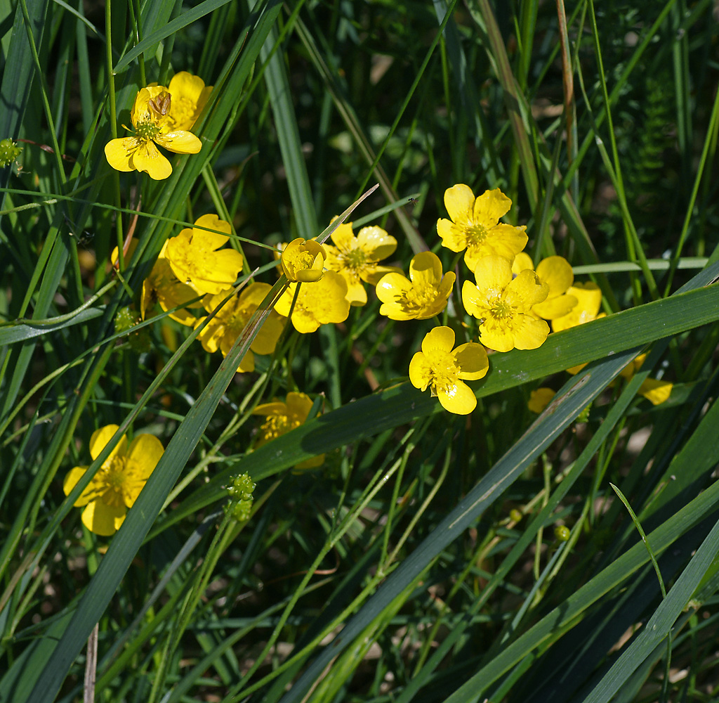 Image of Ranunculus acris specimen.