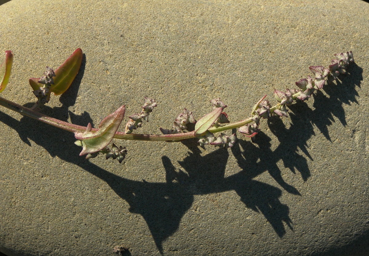 Image of Atriplex prostrata specimen.