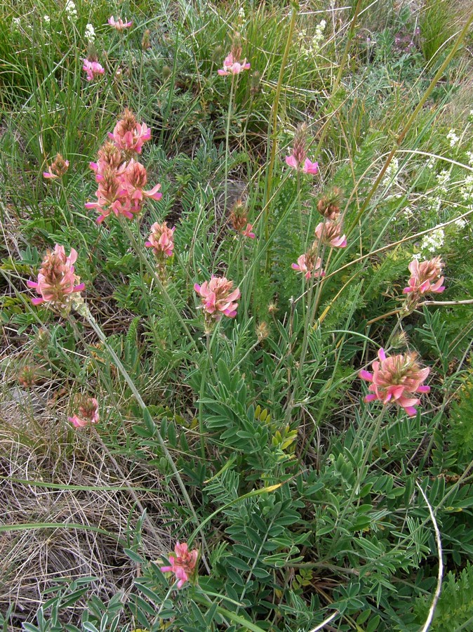 Image of Onobrychis jailae specimen.