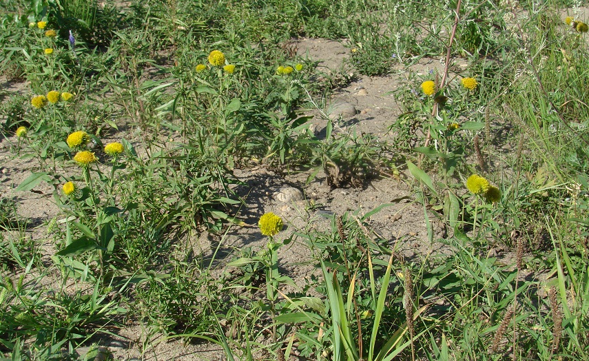 Изображение особи Inula britannica.