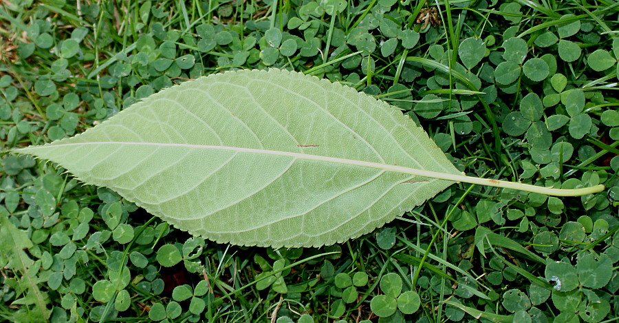 Image of Prunus serrulata specimen.