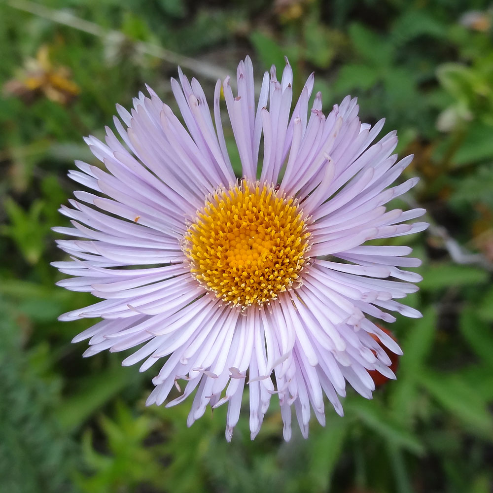 Image of Erigeron heterochaeta specimen.