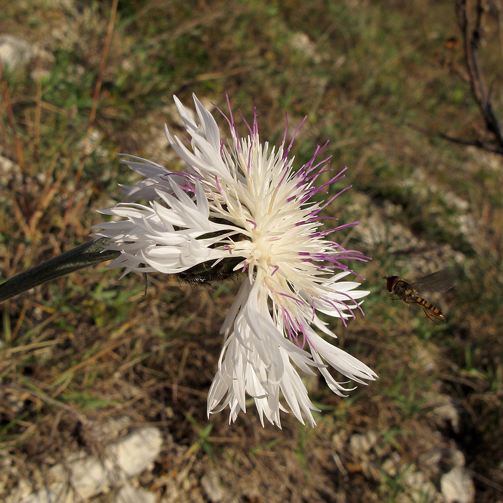 Image of Psephellus declinatus var. albus specimen.