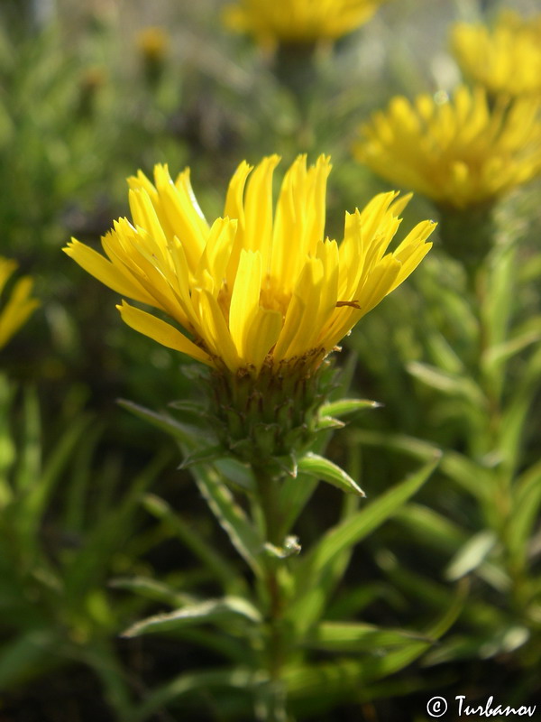 Image of Inula ensifolia specimen.