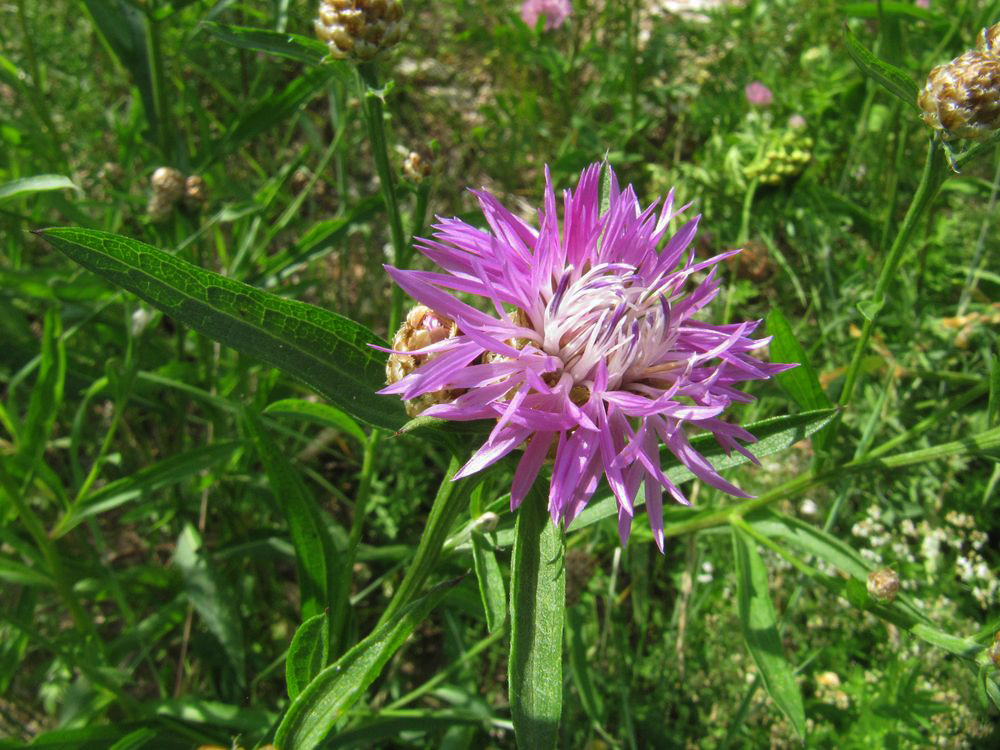 Изображение особи Centaurea jacea.