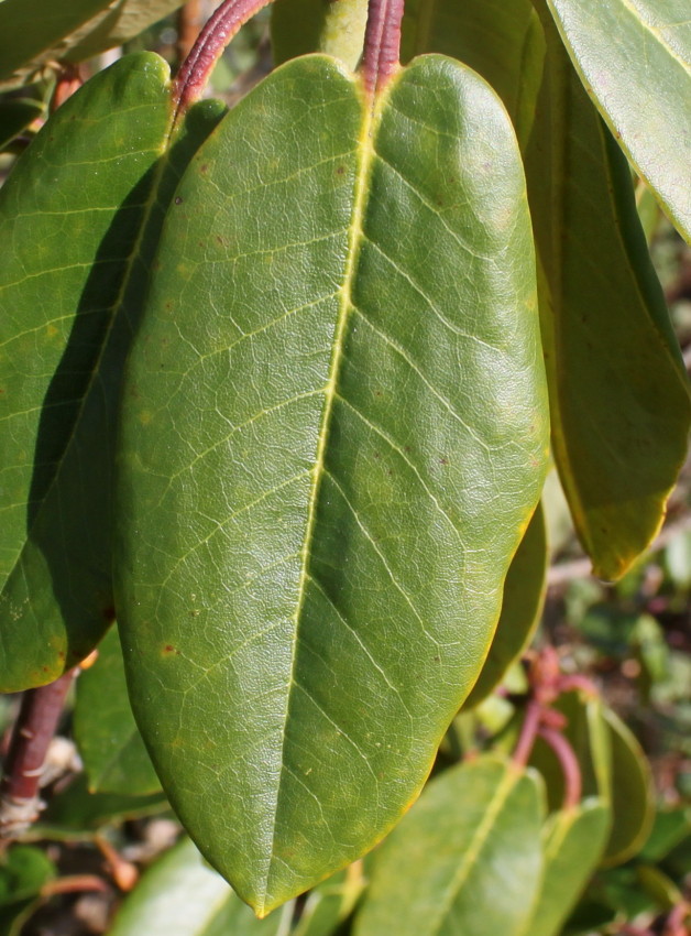 Image of Rhododendron campanulatum specimen.