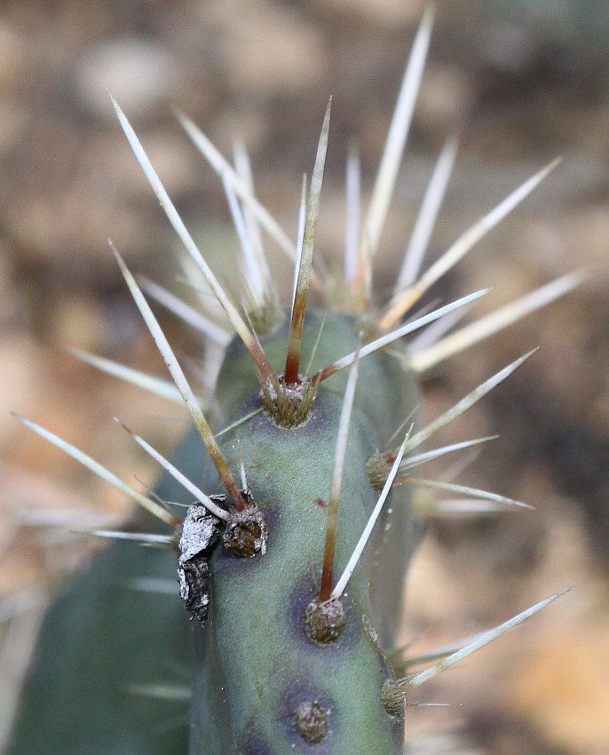 Изображение особи род Opuntia.