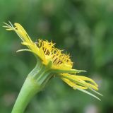 Tragopogon dubius подвид major