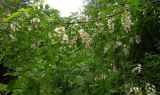 Robinia pseudoacacia. Ветвь с соцветиями. Москва, Новогиреево, жилой квартал, в культуре. 28.05.2014.