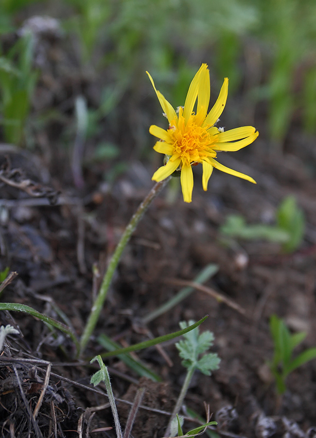 Изображение особи Scorzonera radiata.