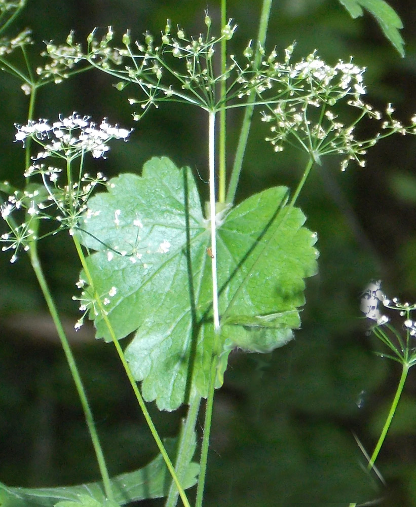 Изображение особи Pimpinella tripartita.