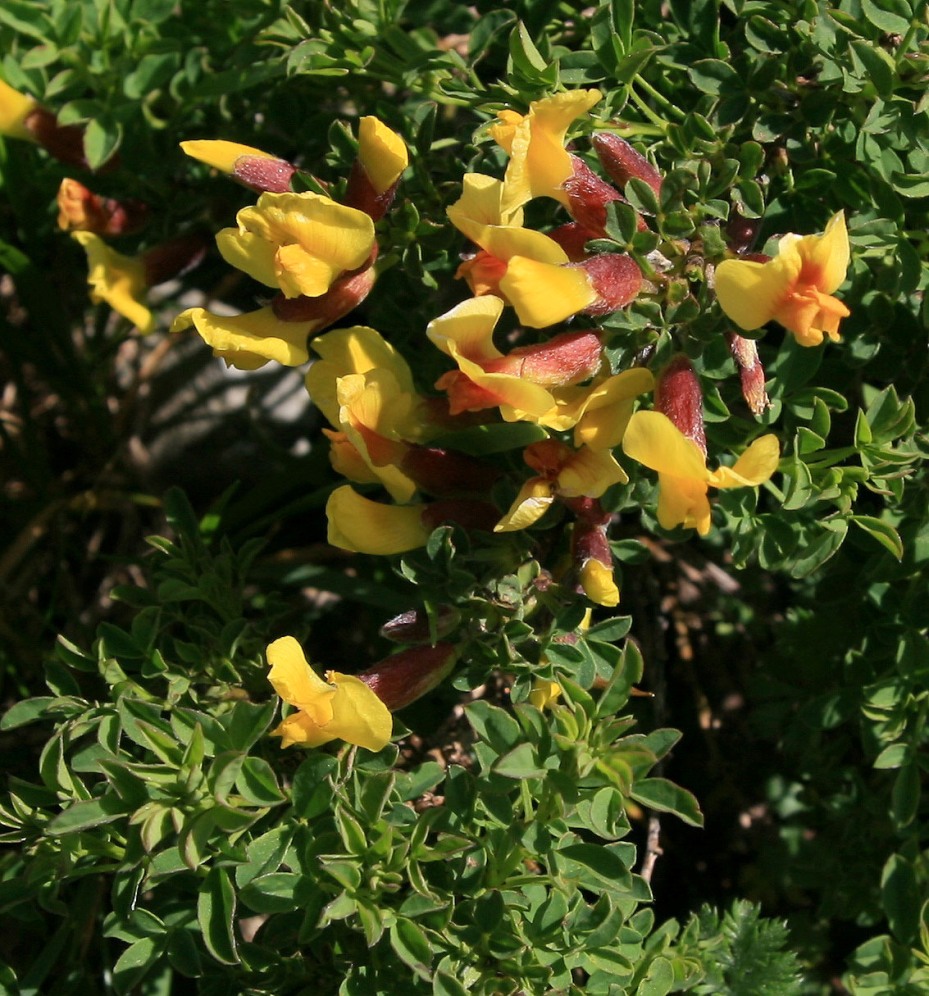 Image of Chamaecytisus polytrichus specimen.