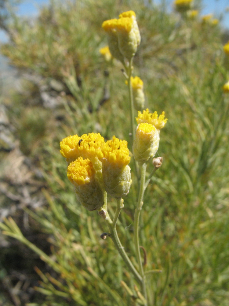 Image of Lepidolopha talassica specimen.