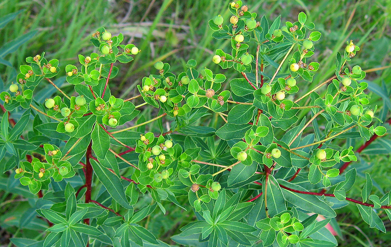 Image of Euphorbia semivillosa specimen.