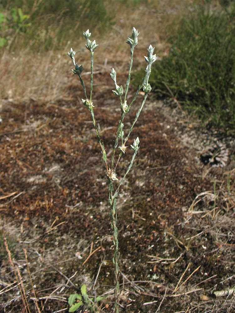 Image of Filago minima specimen.