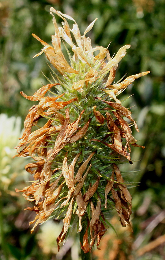 Image of Trifolium ochroleucon specimen.