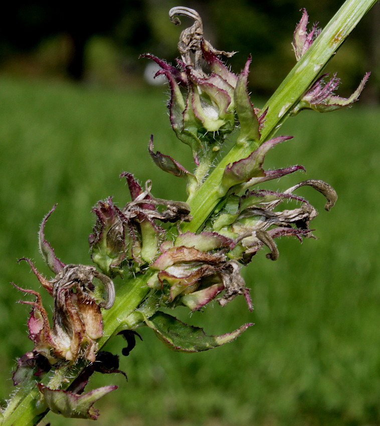 Image of Lobelia siphilitica specimen.