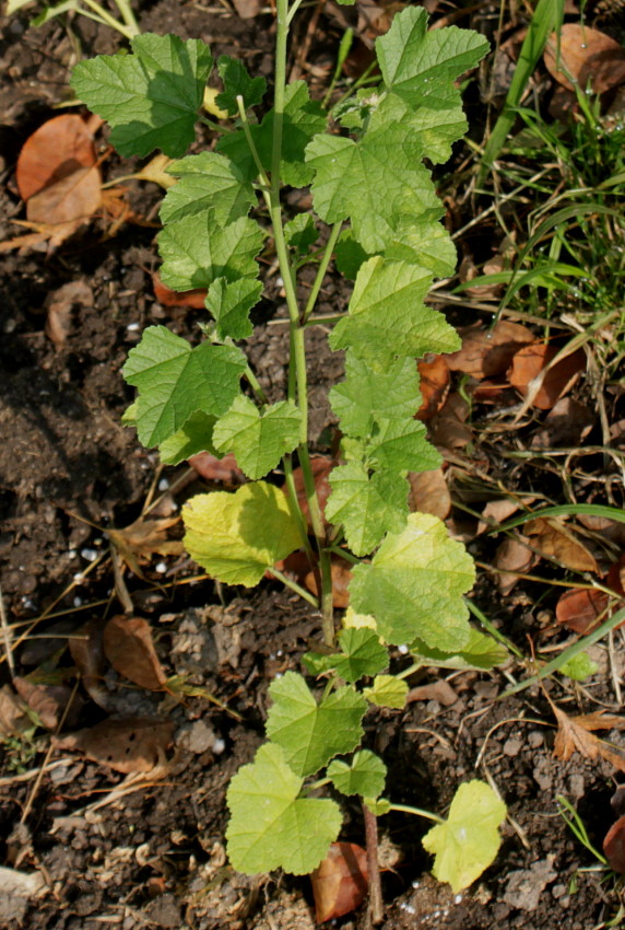 Image of Malva thuringiaca specimen.